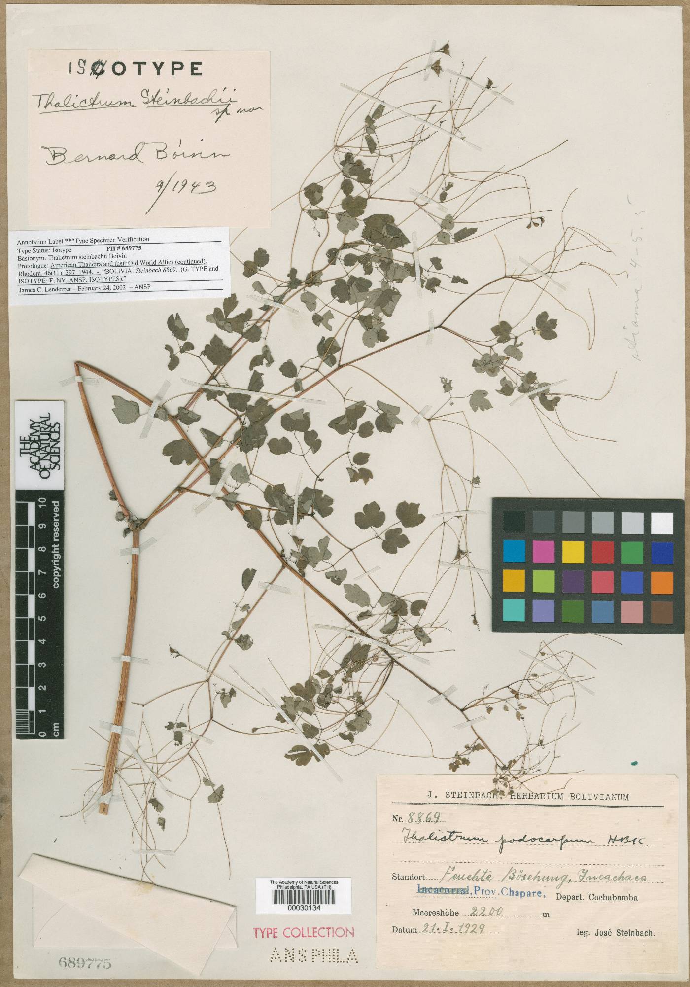 Thalictrum cincinnatum image