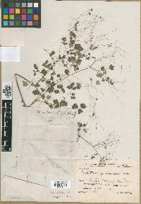 Thalictrum cincinnatum image