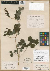 Thalictrum terrae-novae image