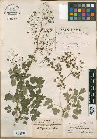 Thalictrum pubigerum image