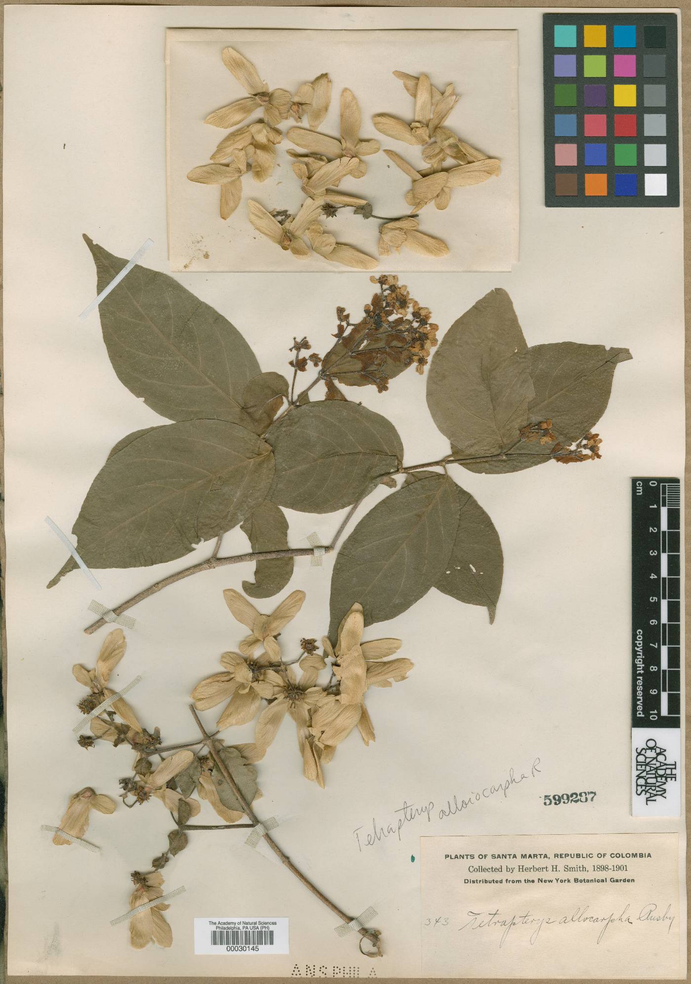 Tetrapterys seemannii image