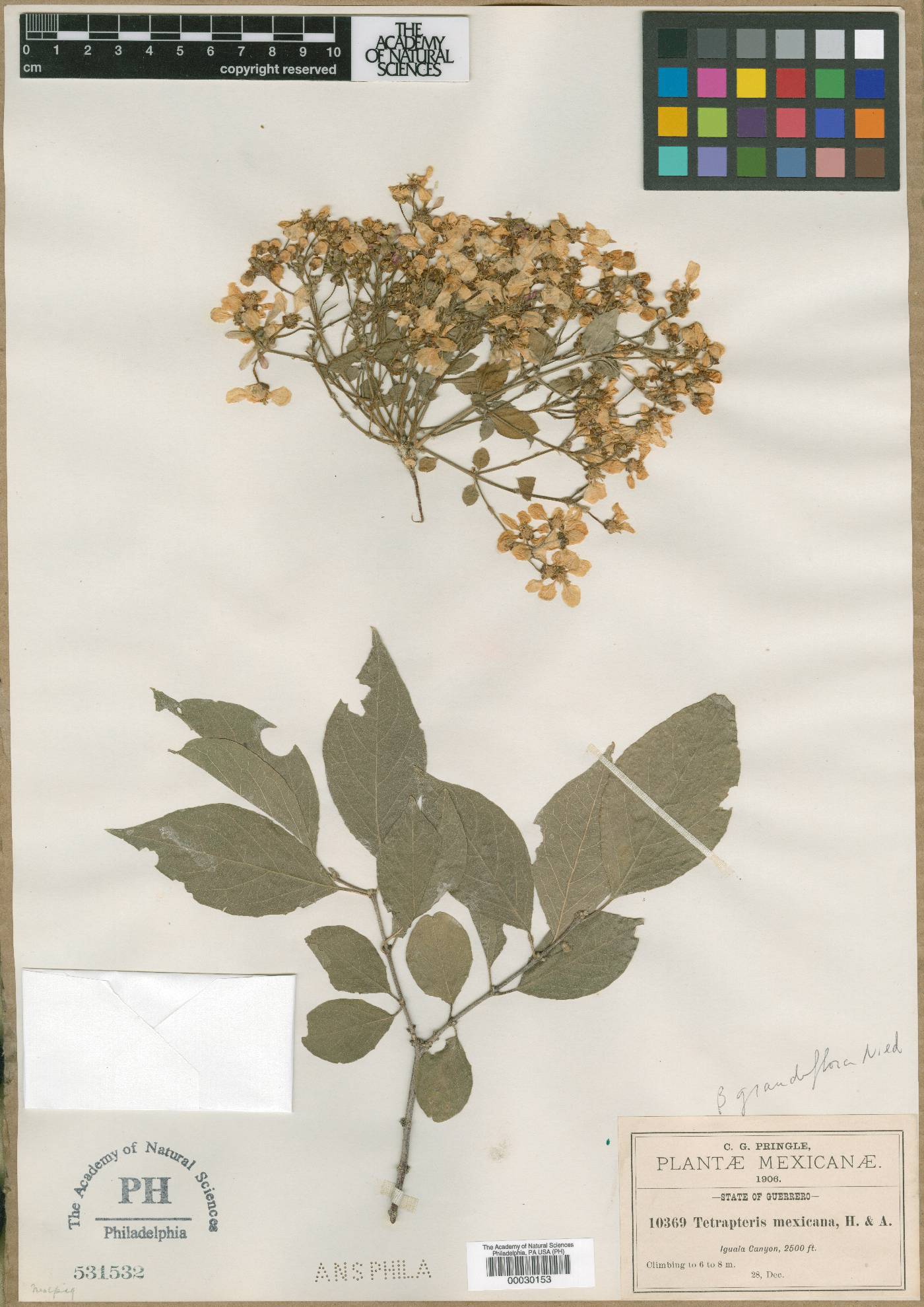 Tetrapterys mexicana var. grandiflora image