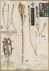 Image of Tetratheca ericifolia