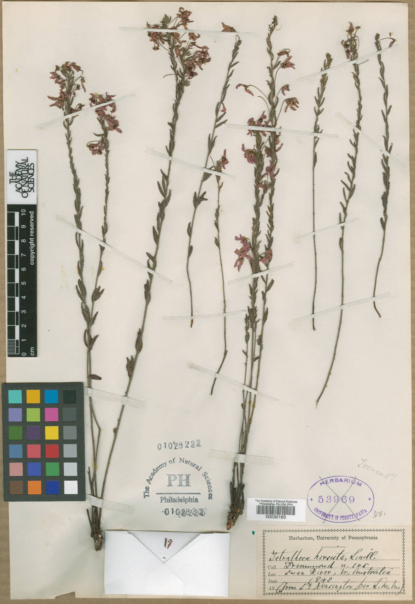 Tetratheca hirsuta image