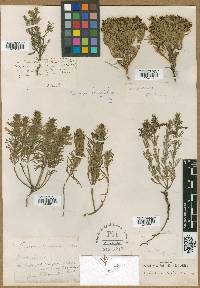 Teucrium laciniatum image