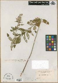Teucrium nashii image