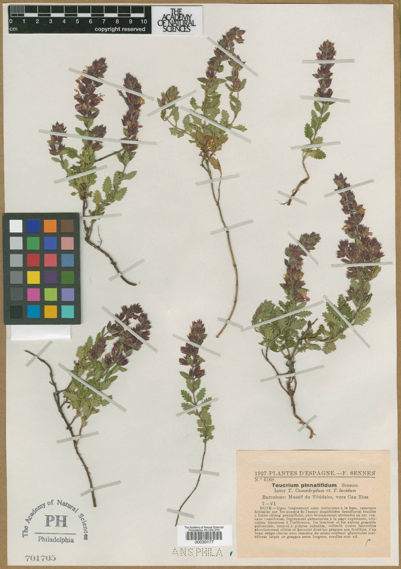 Teucrium chamaedrys image