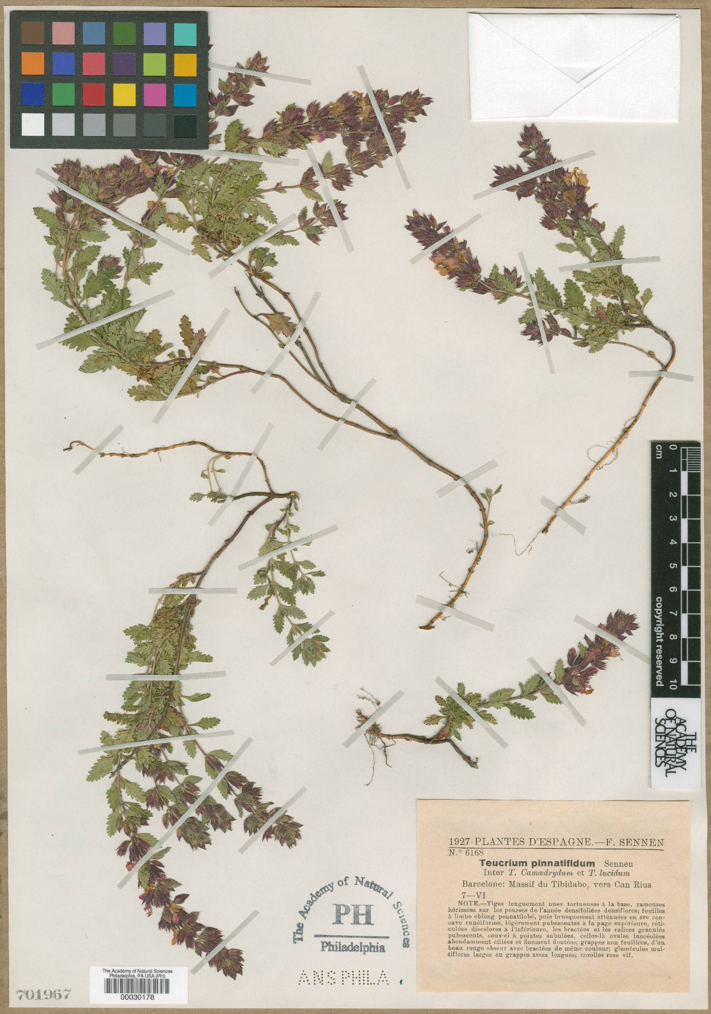 Teucrium chamaedrys subsp. pinnatifidum image