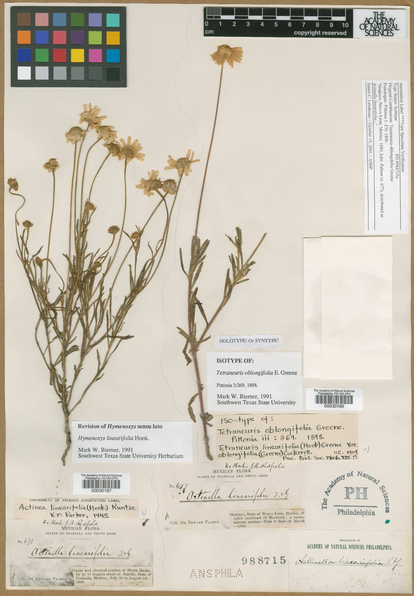 Tetraneuris linearifolia image