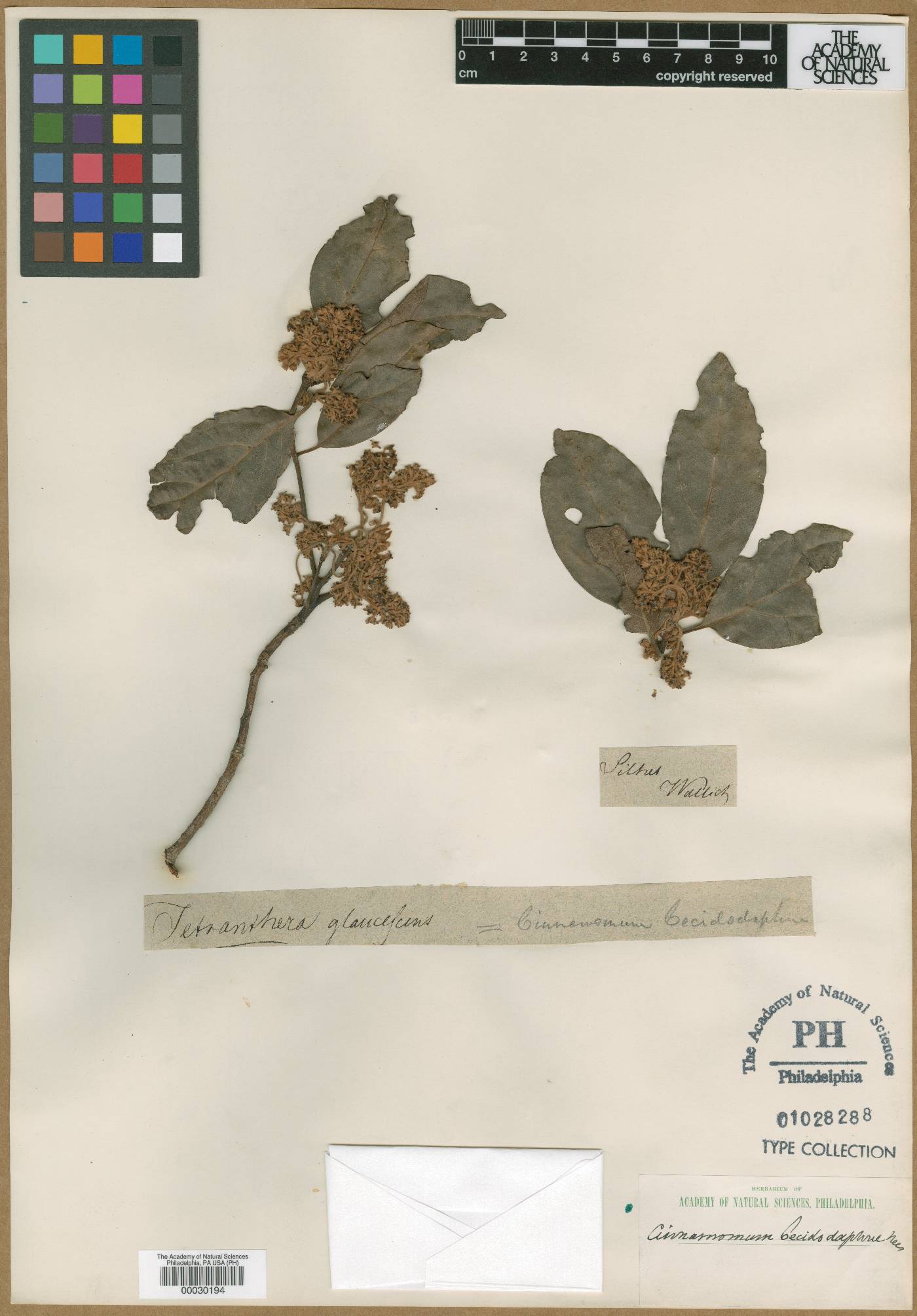 Tetranthera glaucescens image