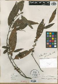 Litsea cubeba image