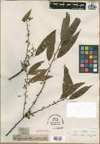 Litsea cubeba image