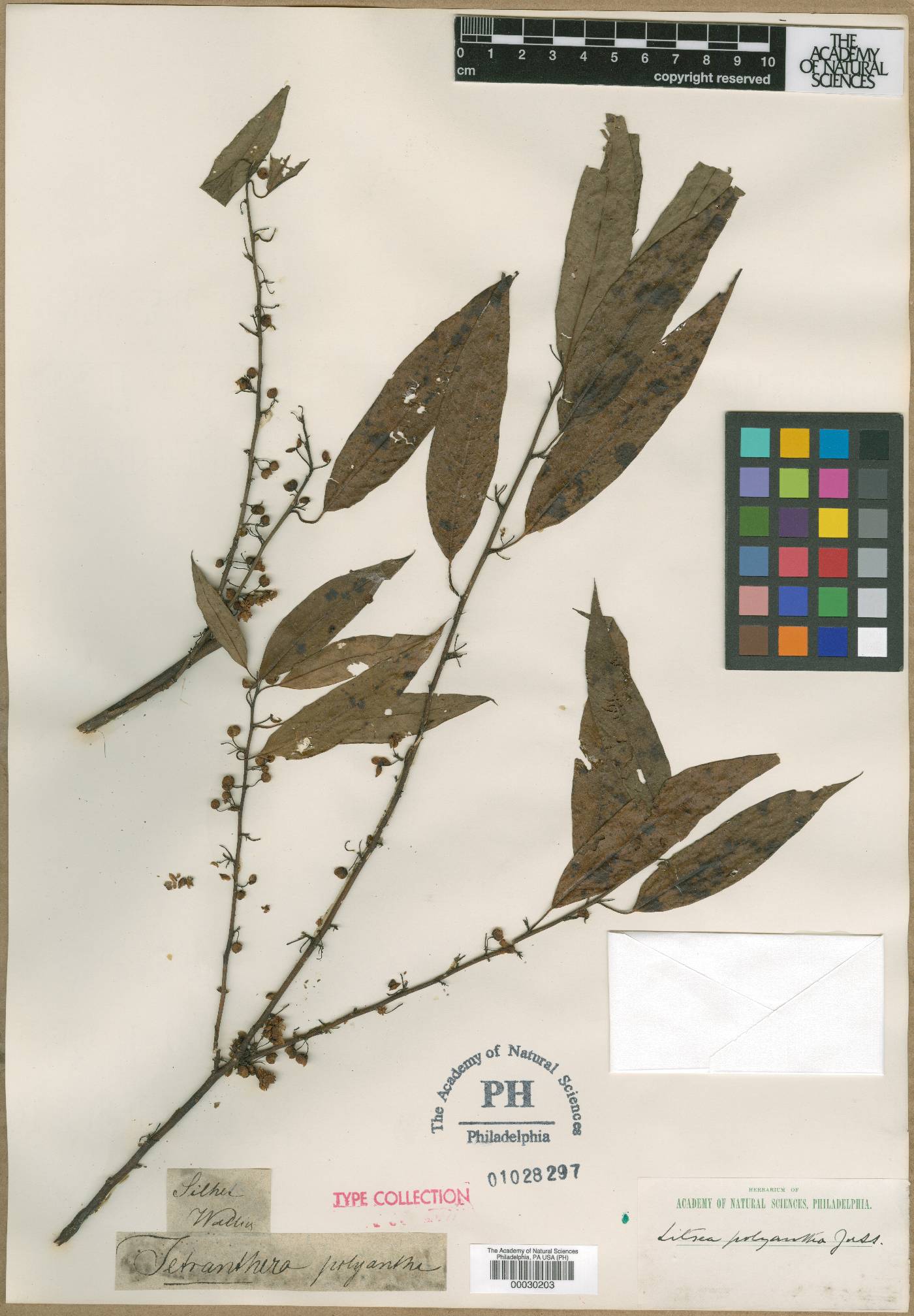 Litsea cubeba image