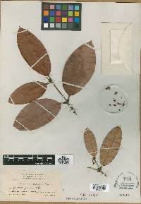 Burdachia sphaerocarpa image