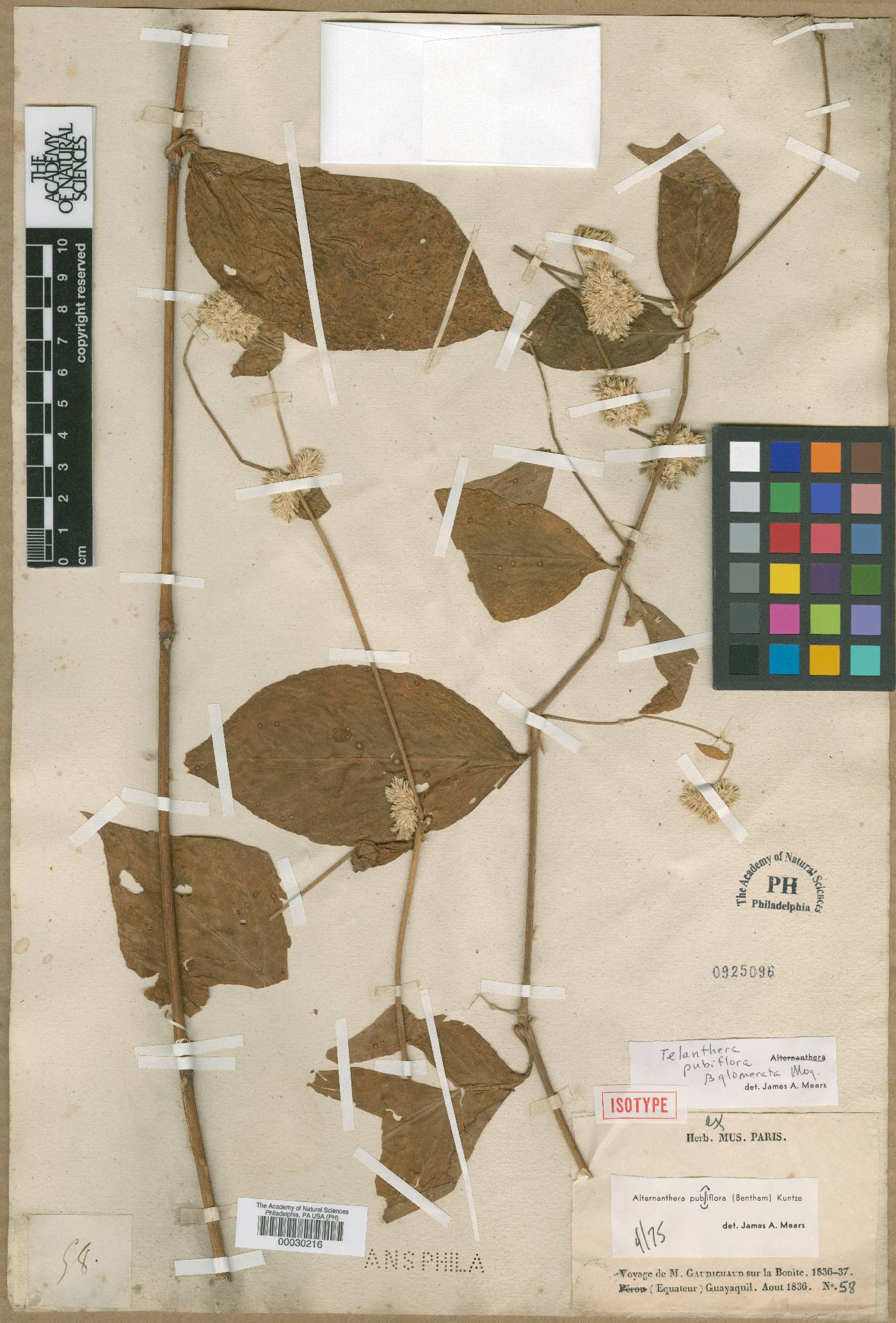 Alternanthera pubiflora image