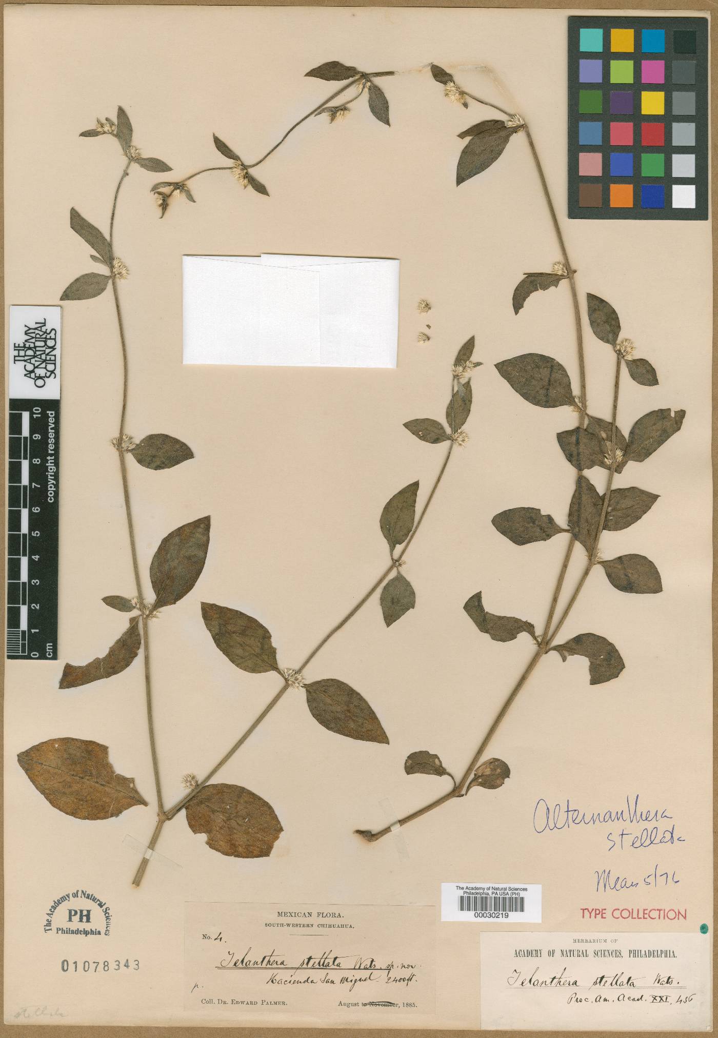 Telanthera image