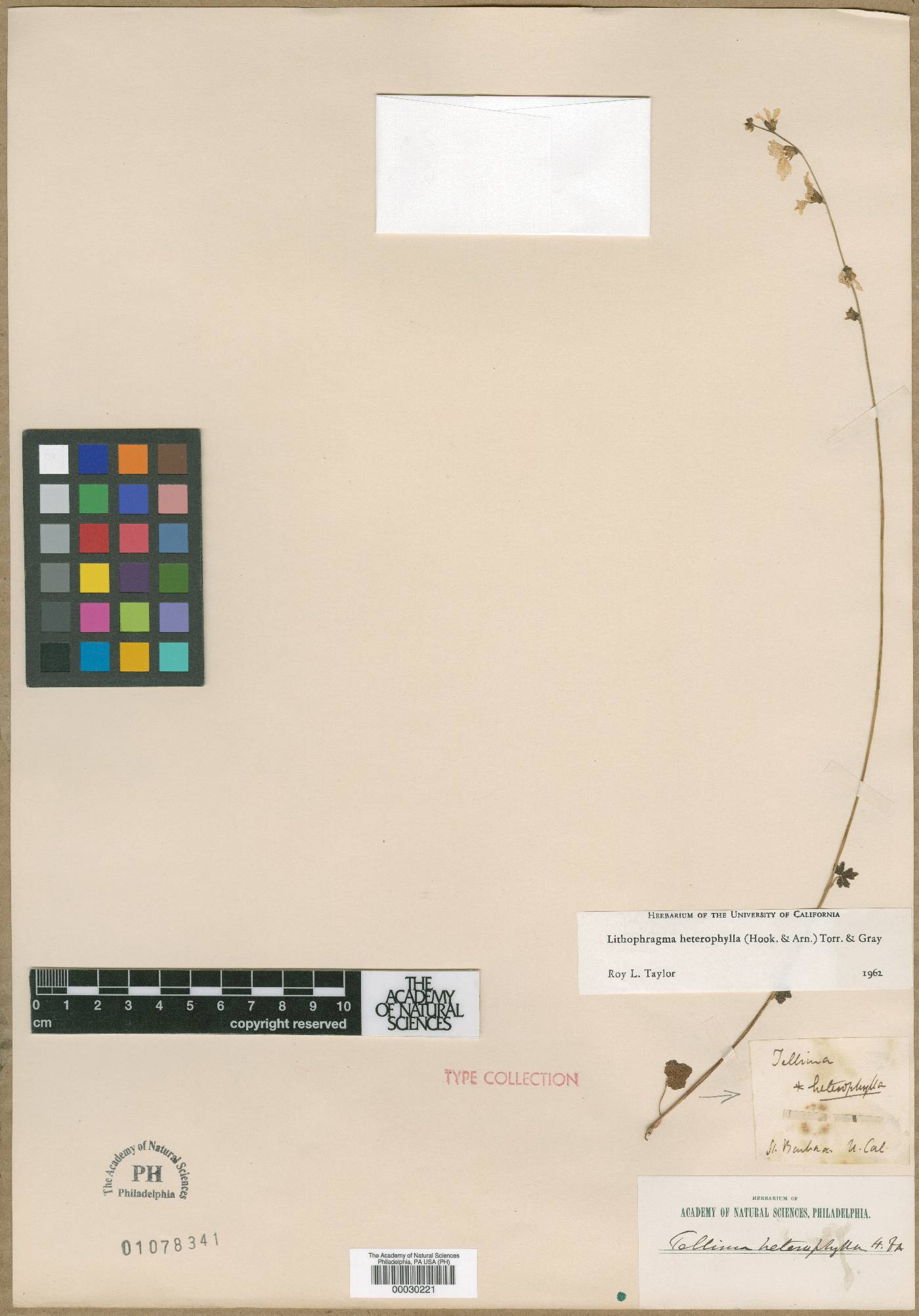 Tellima heterophylla image