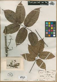 Bursera roseana image