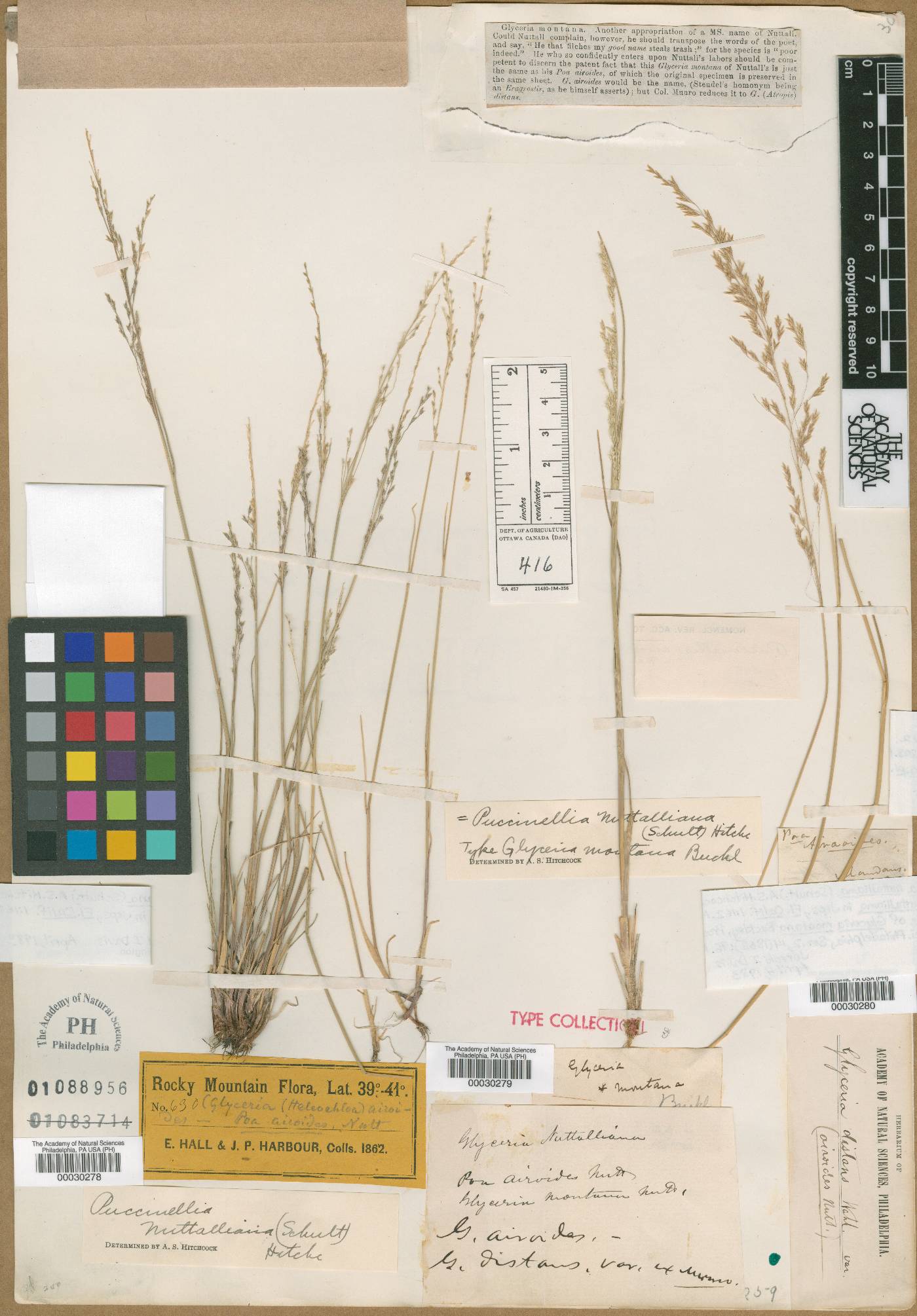 Eragrostis airoides image