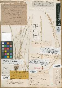 Eragrostis airoides image