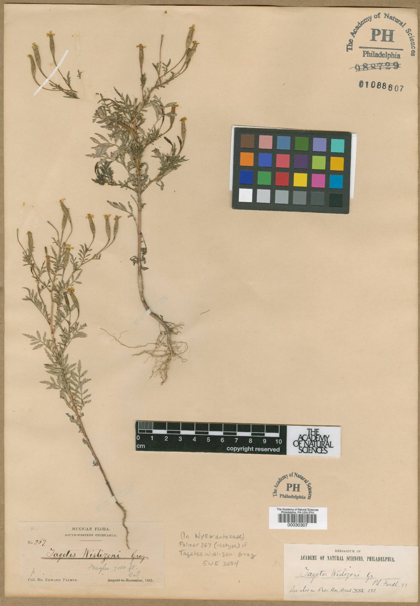 Tagetes wislizeni image