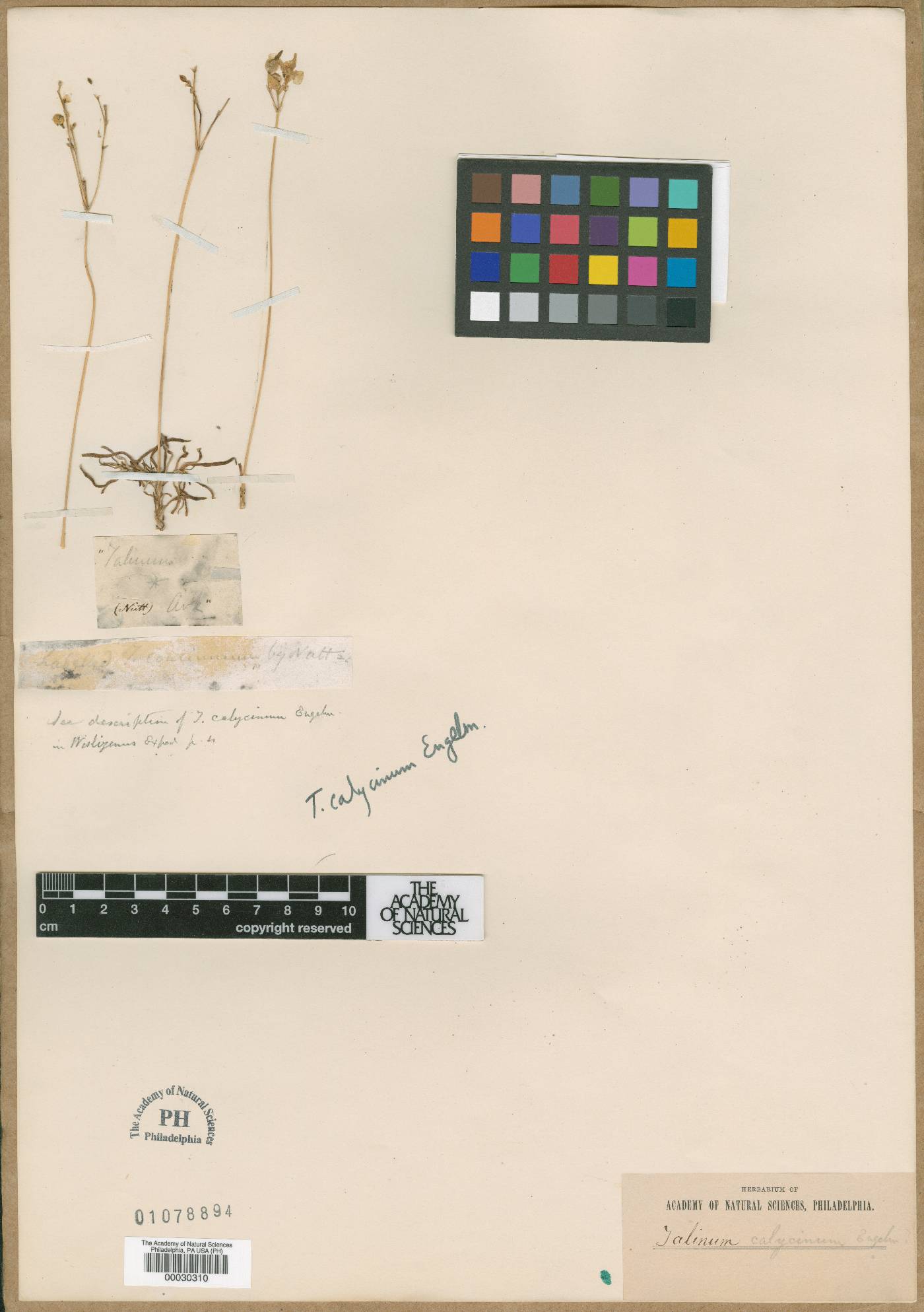 Phemeranthus calycinus image