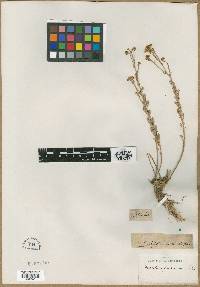 Image of Tanacetum fruticulosum