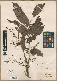 Tapirira guianensis subsp. guianensis image
