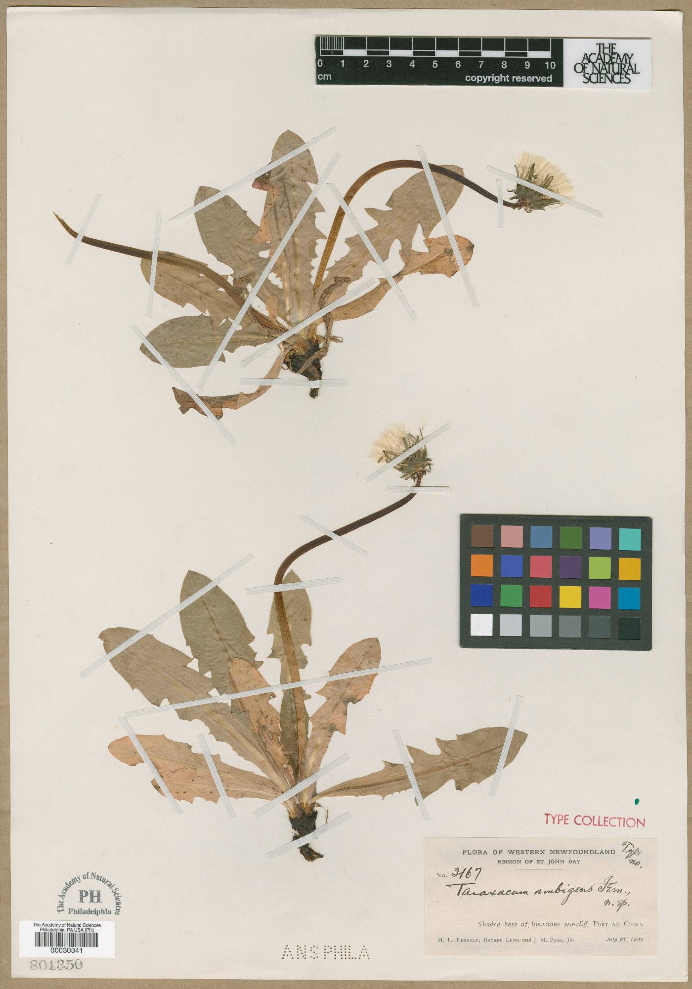 Taraxacum ambigens image