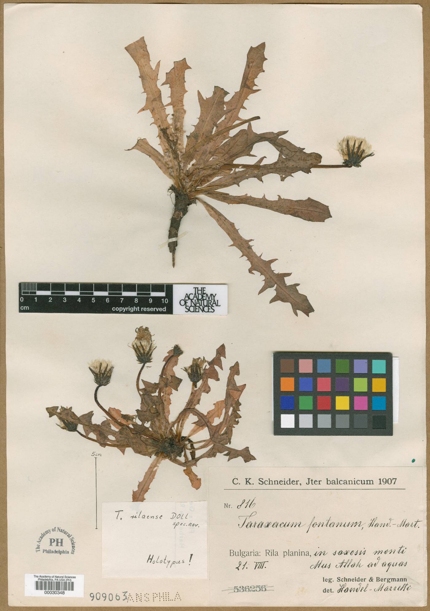 Taraxacum rizaense image