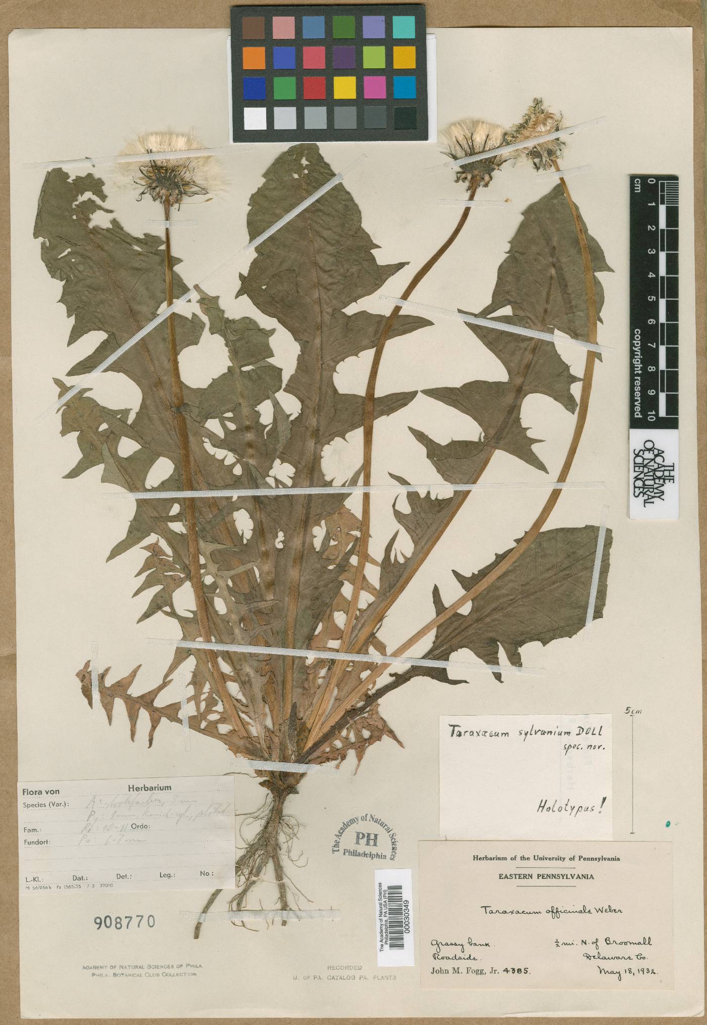 Taraxacum sylvanicum image