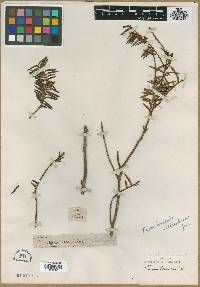 Taxus wallichiana image