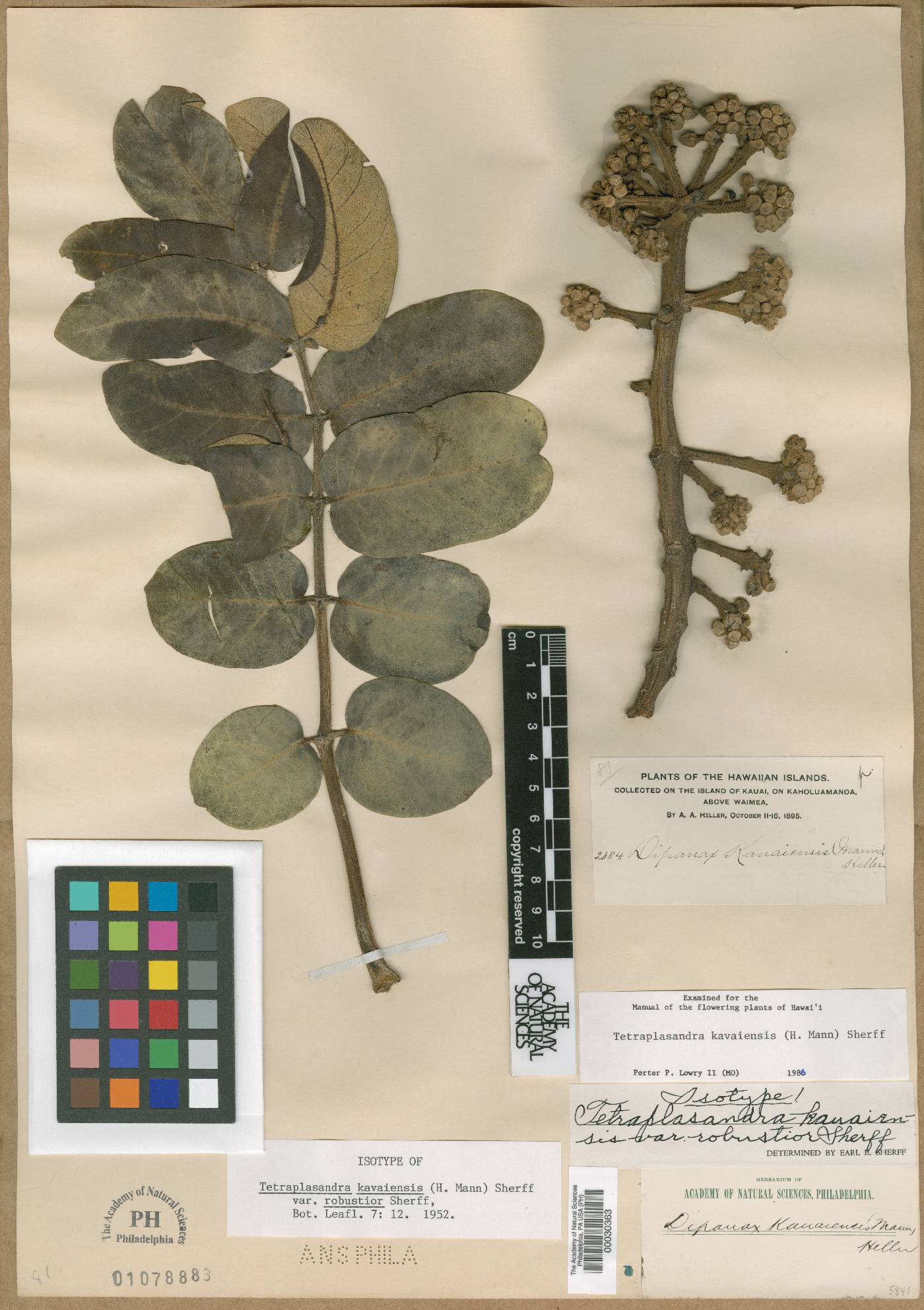 Tetraplasandra kavaiensis var. robustior image