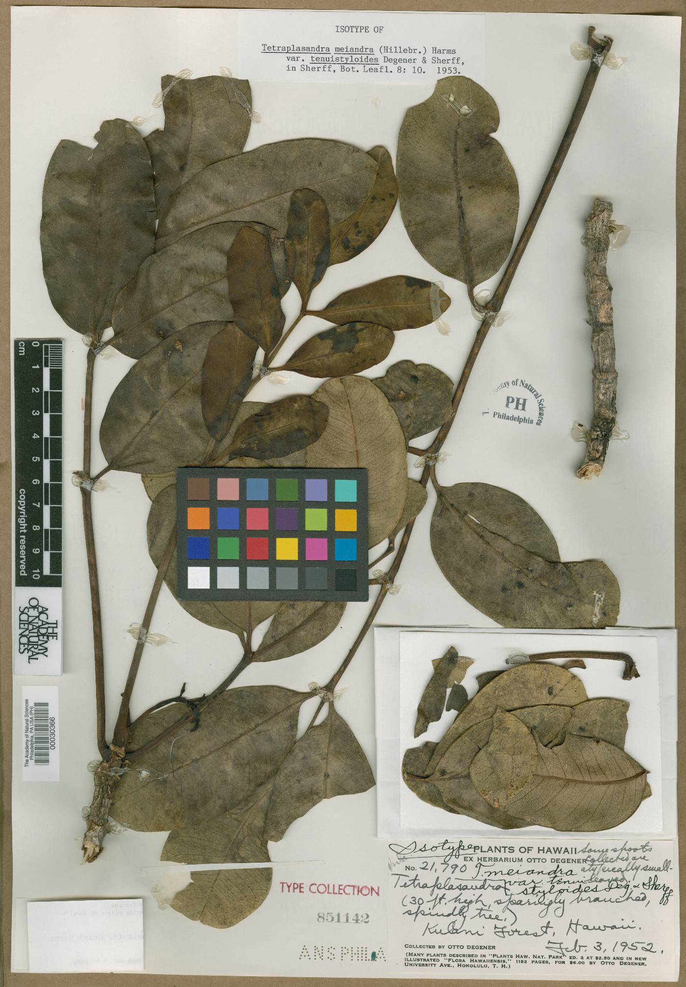 Tetraplasandra meiandra var. tenuistyloides image