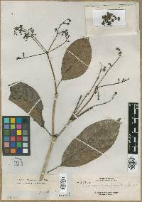 Media resource of Teijsmanniodendron glabrum