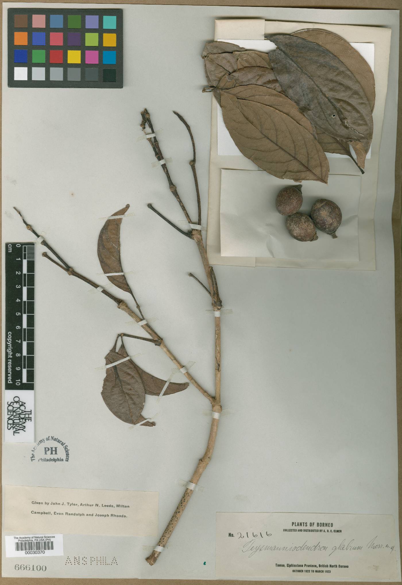 Teijsmanniodendron glabrum image