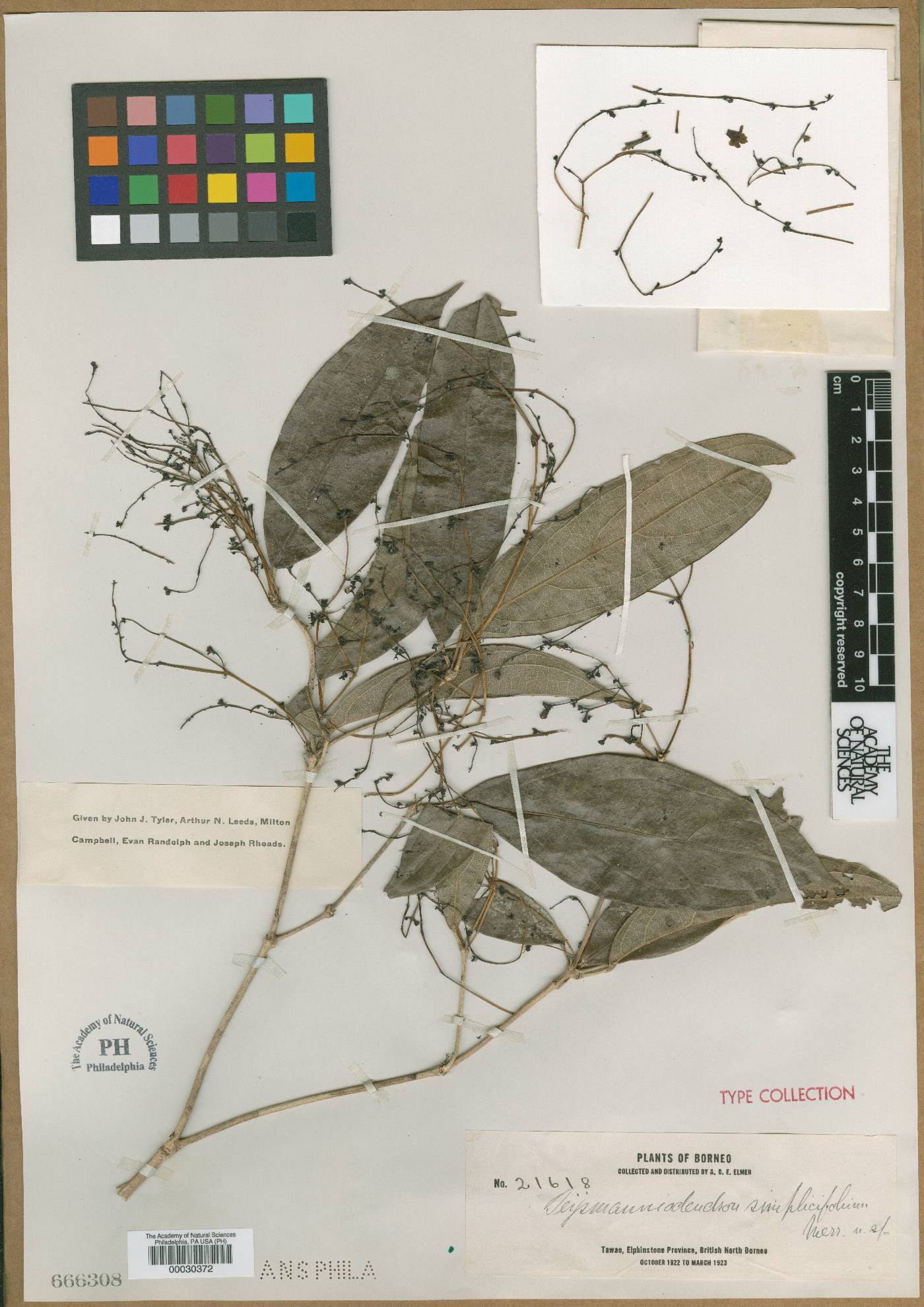 Teijsmanniodendron simplicifolium image