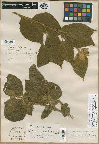 Image of Solanum abutilifolium