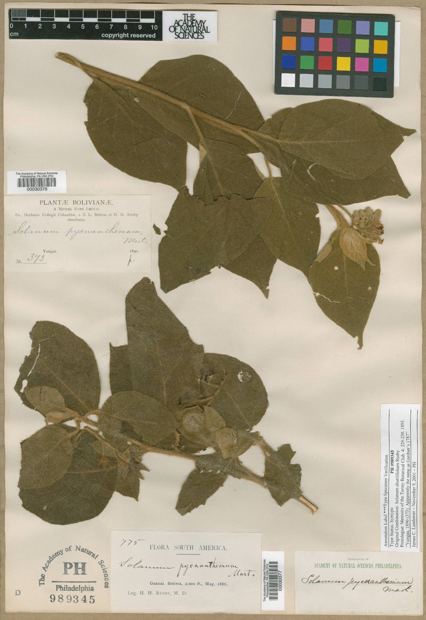 Solanum abutilifolium image