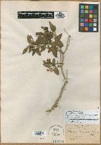 Solanum pallidum image