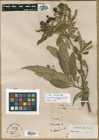 Solanum aligerum image
