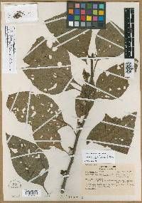 Solanum robustifrons image