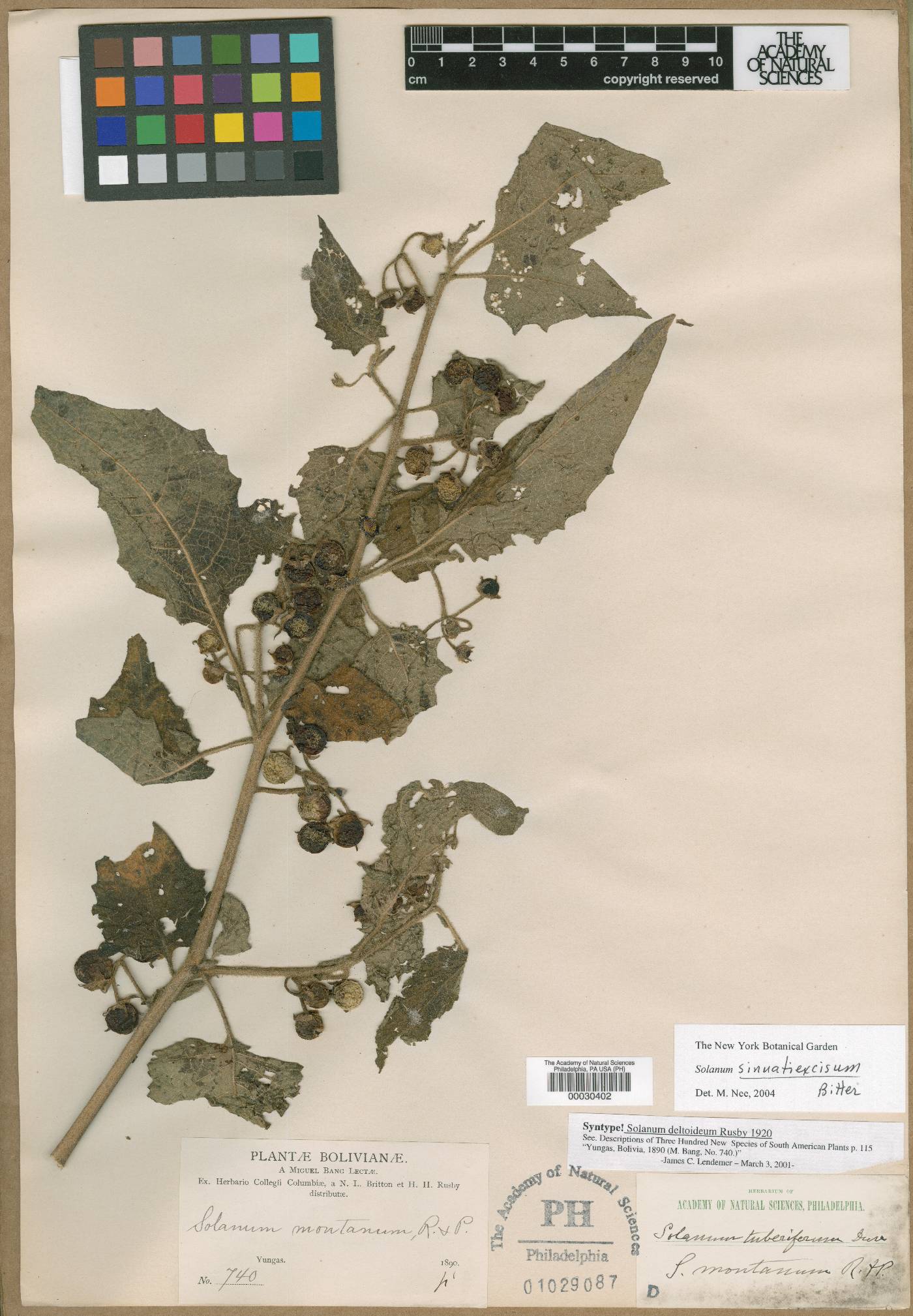 Solanum deltoideum image