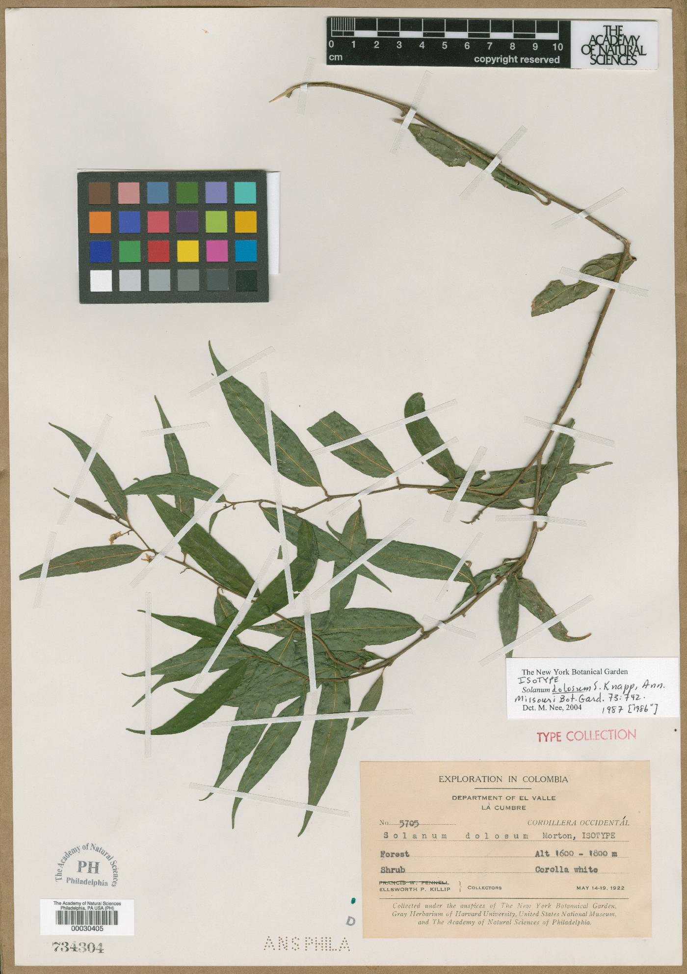 Solanum dolosum image