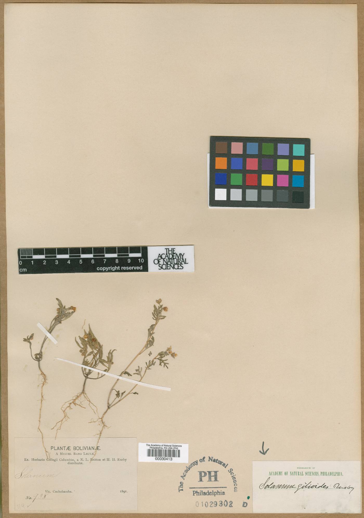 Solanum gilioides image