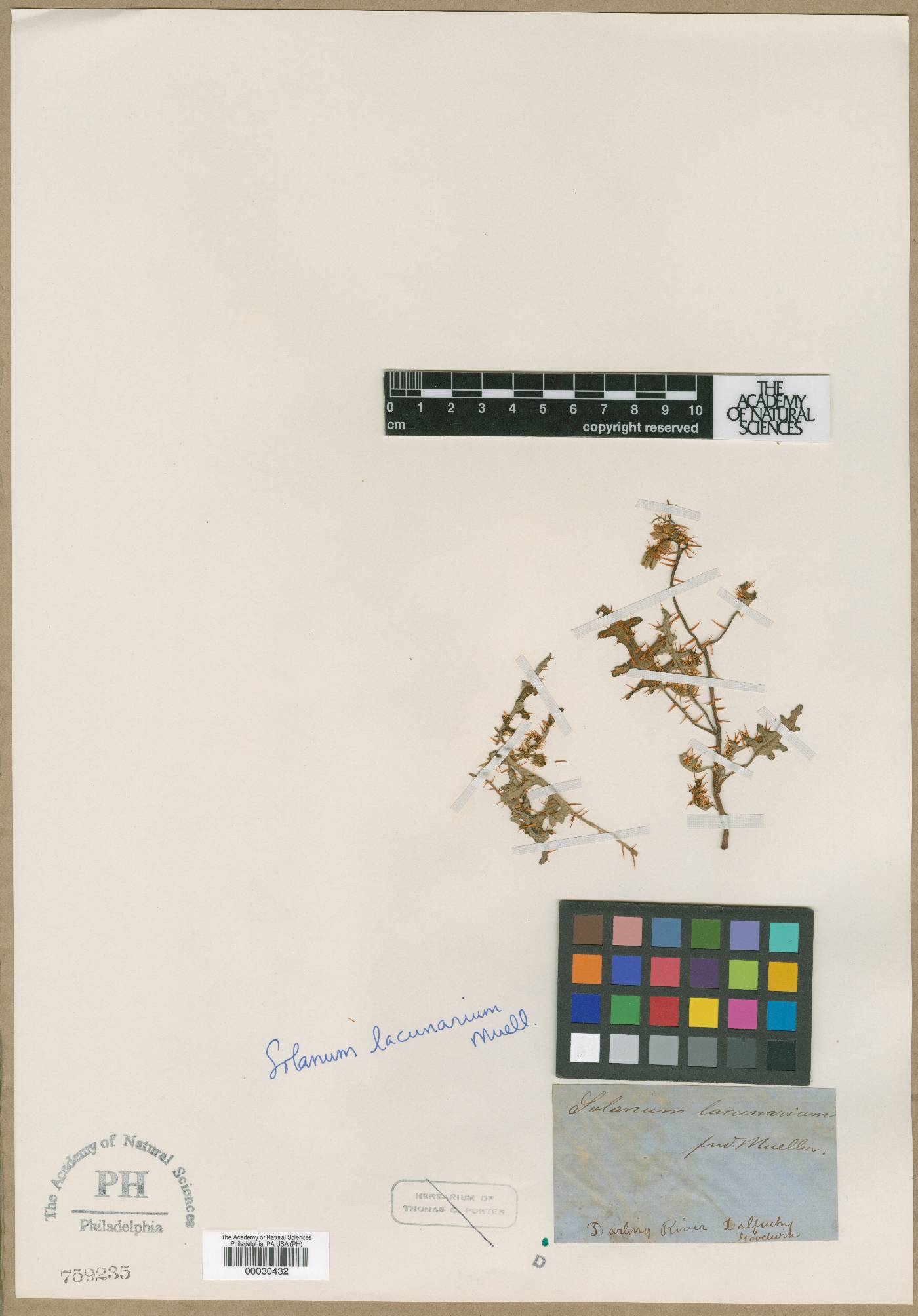 Solanum lacunarium image