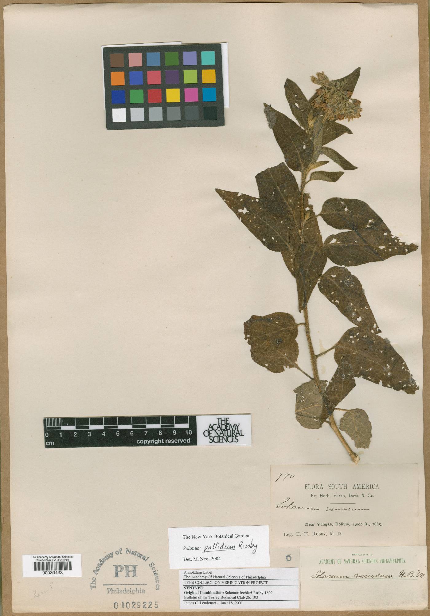 Solanum pallidum image