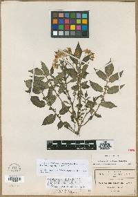 Solanum longipedicellatum image