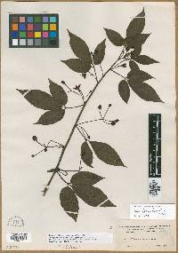 Solanum ternatum image