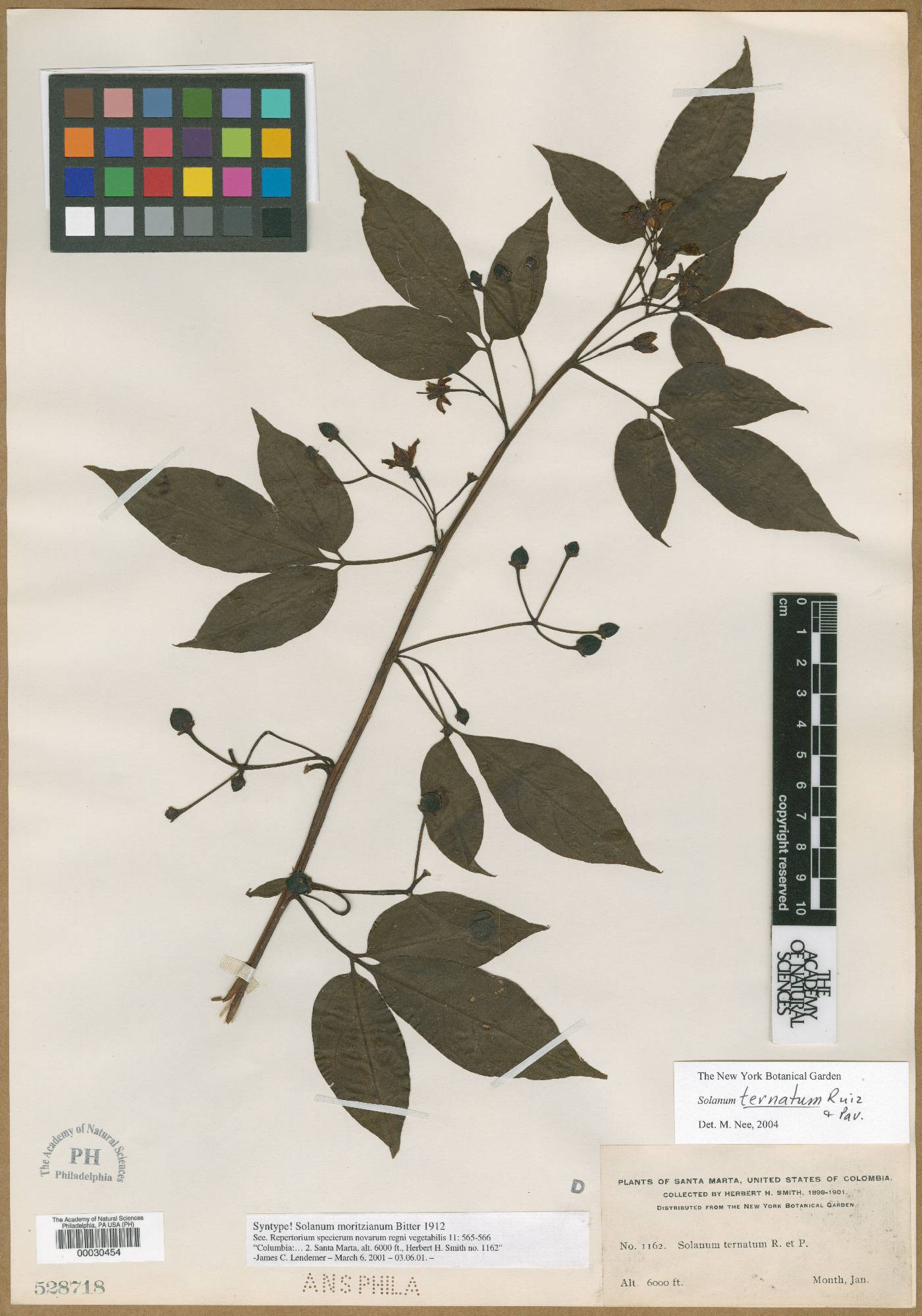 Solanum ternatum image
